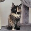 kittycat2024